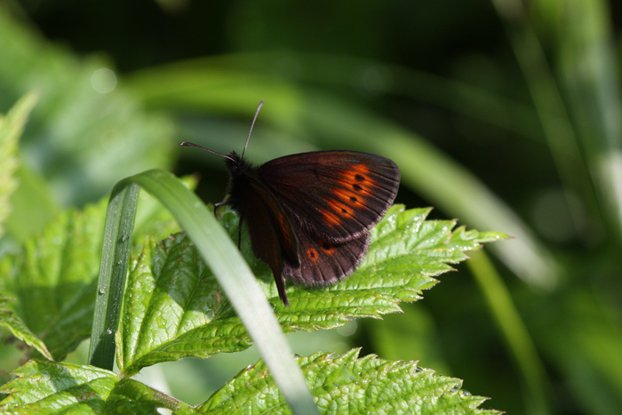 Erebia melampus?